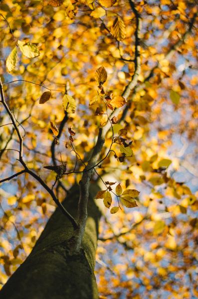 zakładanie rzęs Czarnków cena